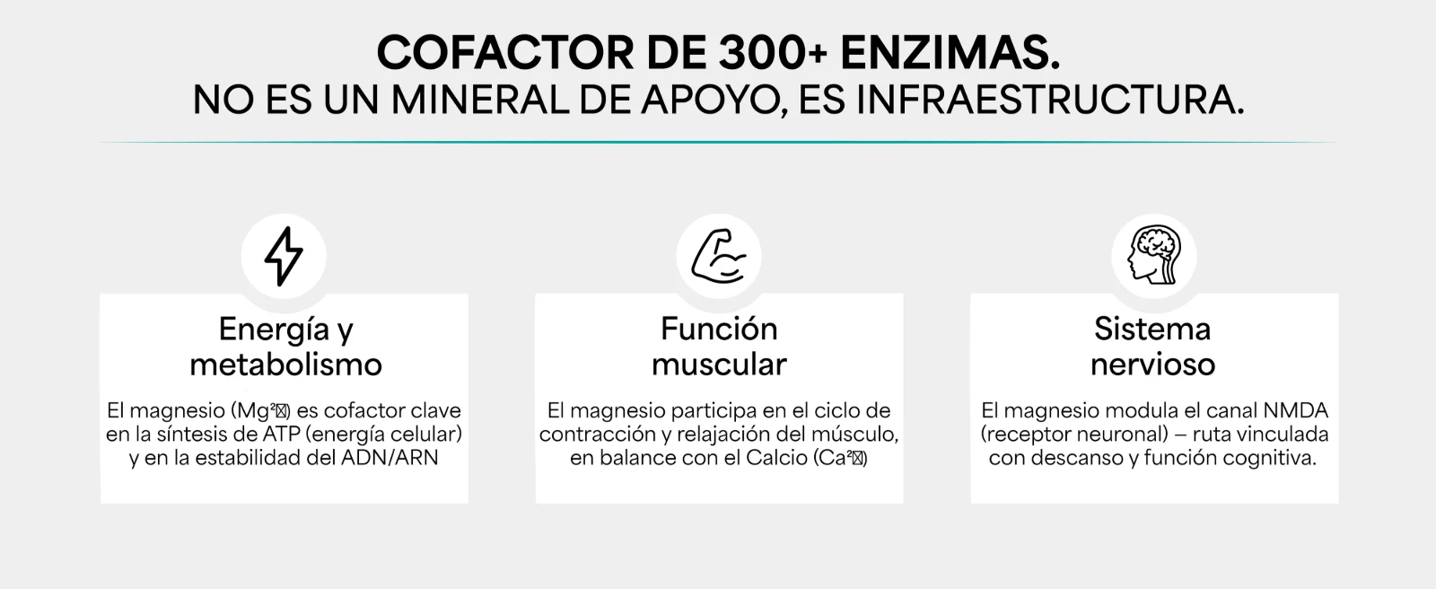 Cofactor de 300+ enzimas. No es un mineral de apoyo, es infraestructura. Energía y metabolismo: cofactor clave en la síntesis de ATP (energía celular) · Función muscular: participa en el ciclo de contracción y relajación del músculo · Sistema nervioso: modula el canal NMDA (receptor neuronal).
