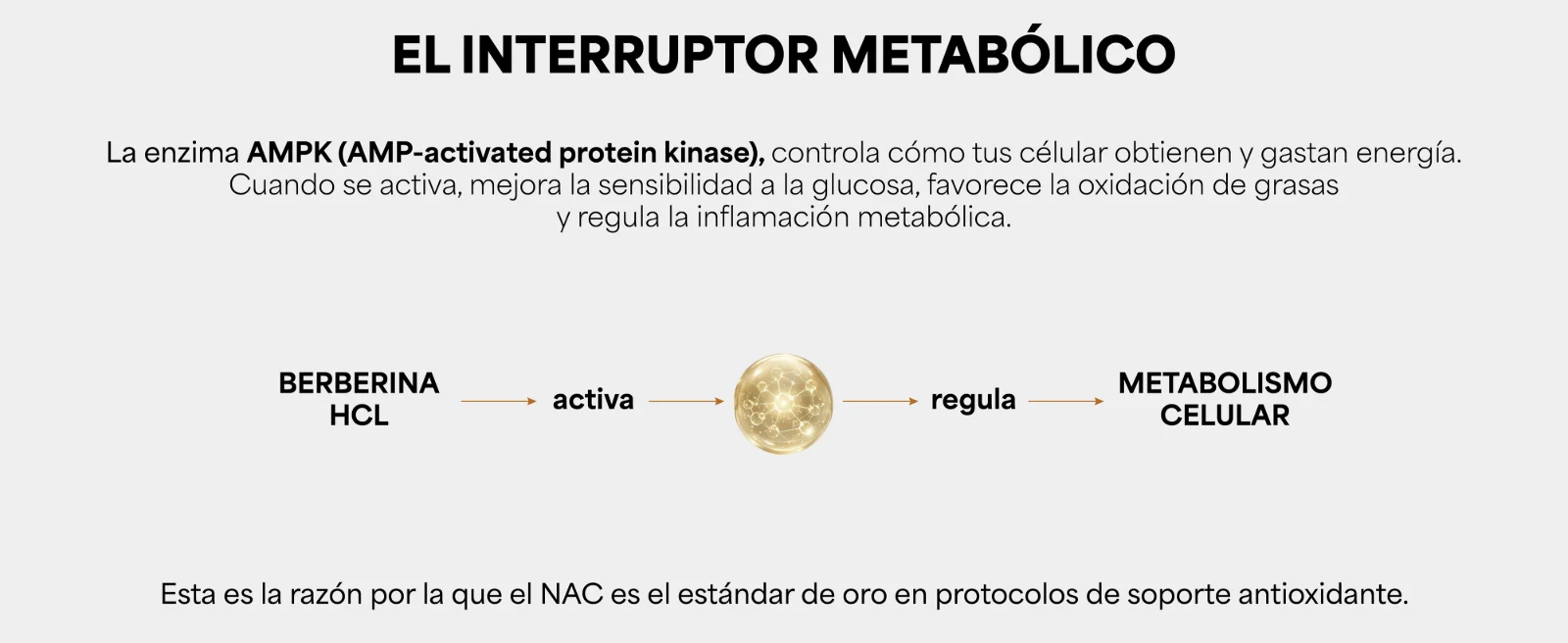 El interruptor metabólico. La enzima AMPK (AMP-activated protein kinase), controla cómo tus células obtienen y gastan energía. Cuando se activa, mejora la sensibilidad a la glucosa, favorece la oxidación de grasas y regula la inflamación metabólica. Esquema: Berberina HCL activa · regula · metabolismo celular.