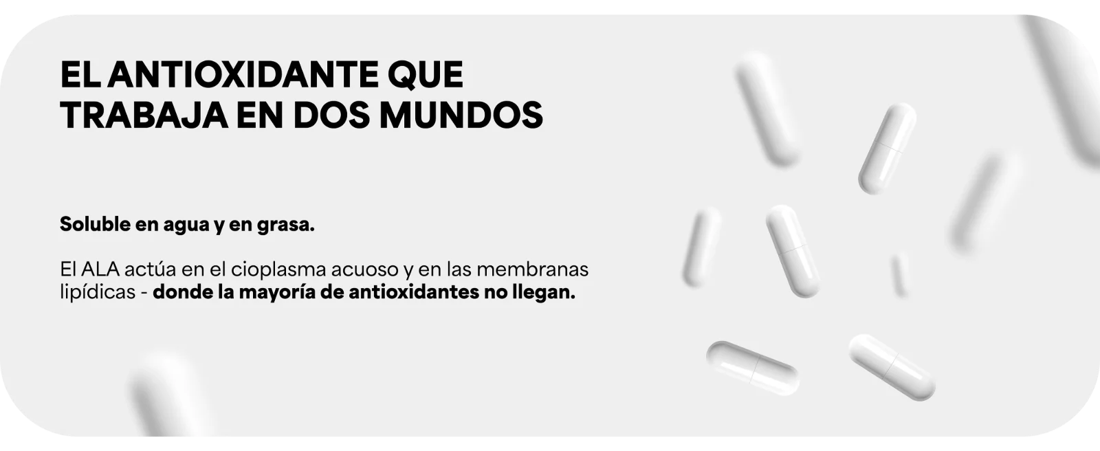 EL ANTIOXIDANTE QUE TRABAJA EN DOS MUNDOS · Soluble en agua y en grasa. · El ALA actúa en el cioplasma acuoso y en las membranas lipídicas - donde la mayoría de antioxidantes no llegan. Cápsulas blancas flotando sobre fondo gris claro.