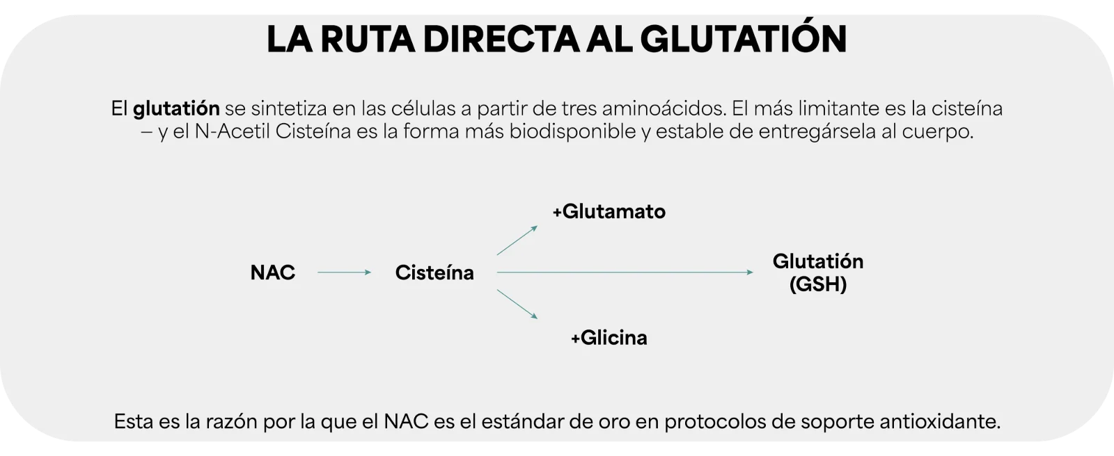 LA RUTA DIRECTA AL GLUTATIÓN · El glutatión se sintetiza en las células a partir de tres aminoácidos. El más limitante es la cisteína. · Diagrama: NAC → Cisteína, +Glutamato, +Glicina → Glutatión (GSH). · Esta es la razón por la que el NAC es el estándar de oro en protocolos de soporte antioxidante.