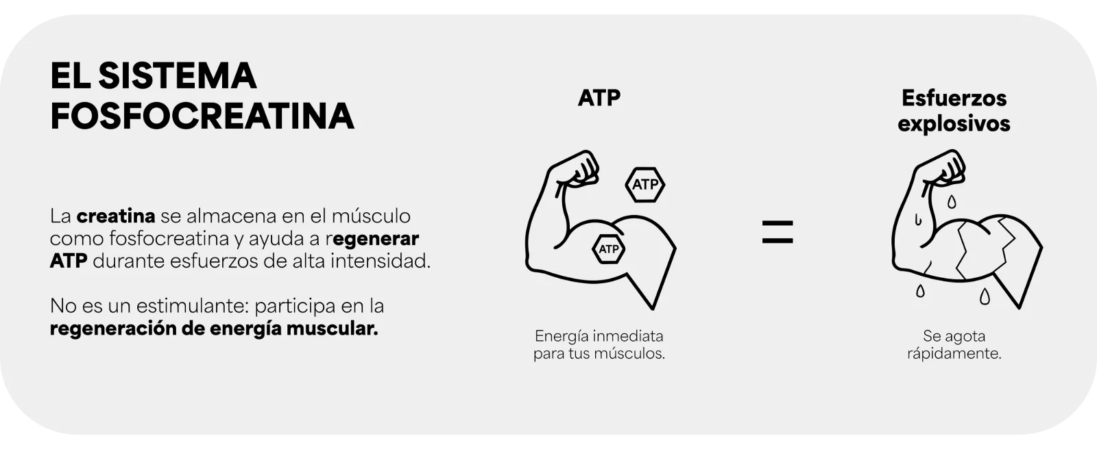 EL SISTEMA FOSFOCREATINA. La creatina se almacena en el músculo como fosfocreatina y ayuda a regenerar ATP durante esfuerzos de alta intensidad. No es un estimulante: participa en la regeneración de energía muscular. · ATP: Energía inmediata para tus músculos. = Esfuerzos explosivos: Se agota rápidamente.