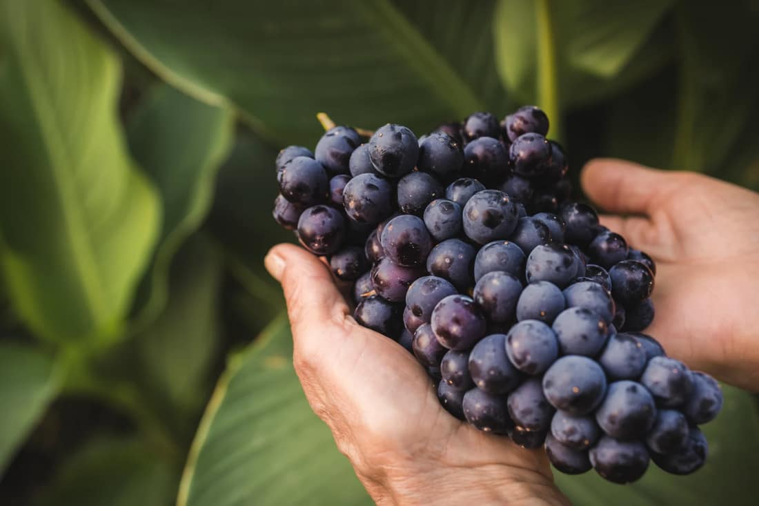 Resveratrol y trans-resveratrol: qué cambia entre uno y otro y por qué importa