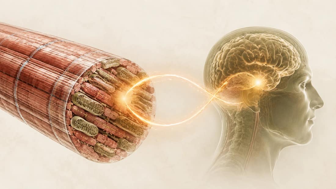La creatina no es solo cosa de músculo: también trabaja en tu cerebro